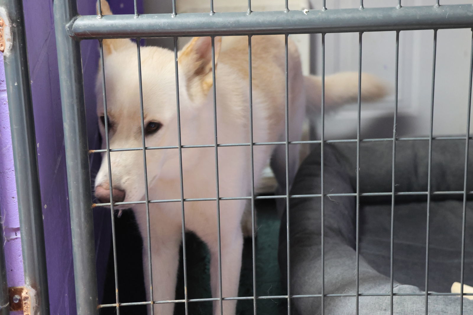 LIP, an adoptable White German Shepherd in Sebec, ME, 04481 | Photo Image 2