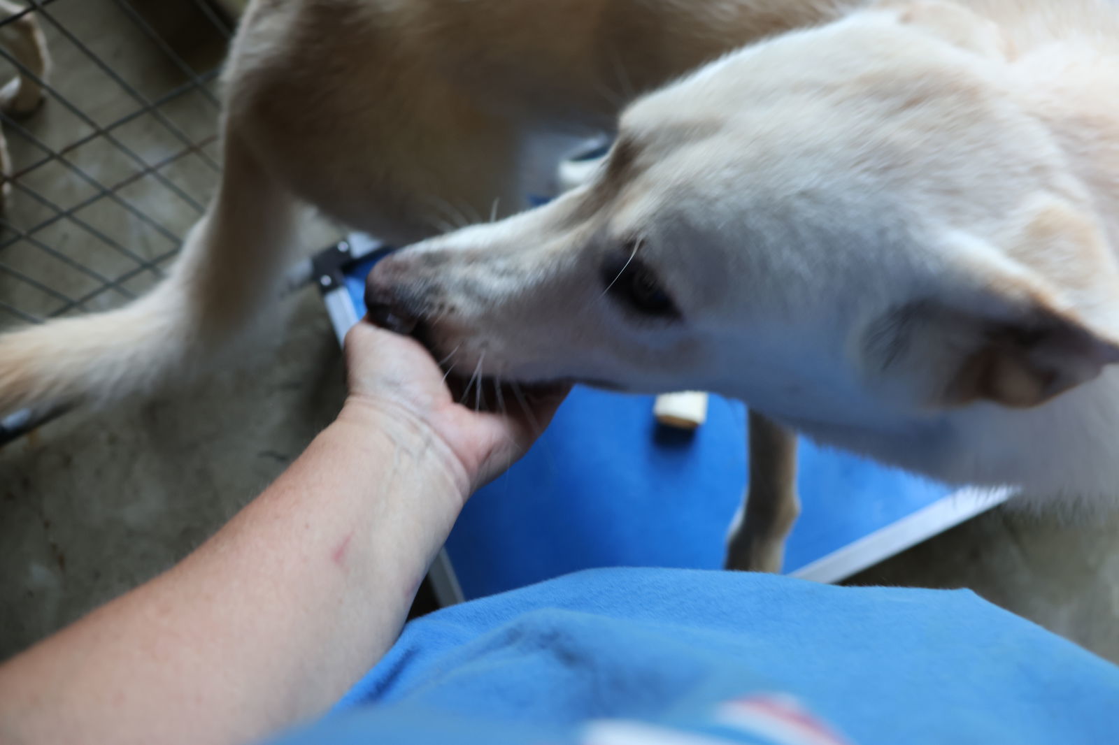 LIP, an adoptable White German Shepherd in Sebec, ME, 04481 | Photo Image 3