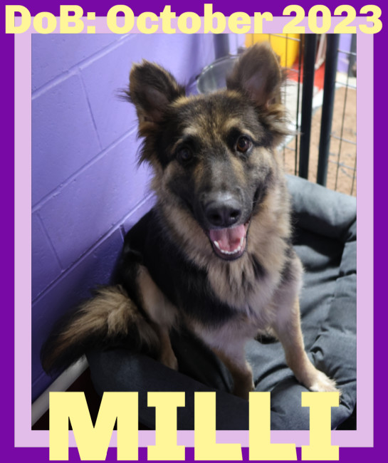 MILLI, an adoptable German Shepherd Dog in Sebec, ME, 04481 | Photo Image 5