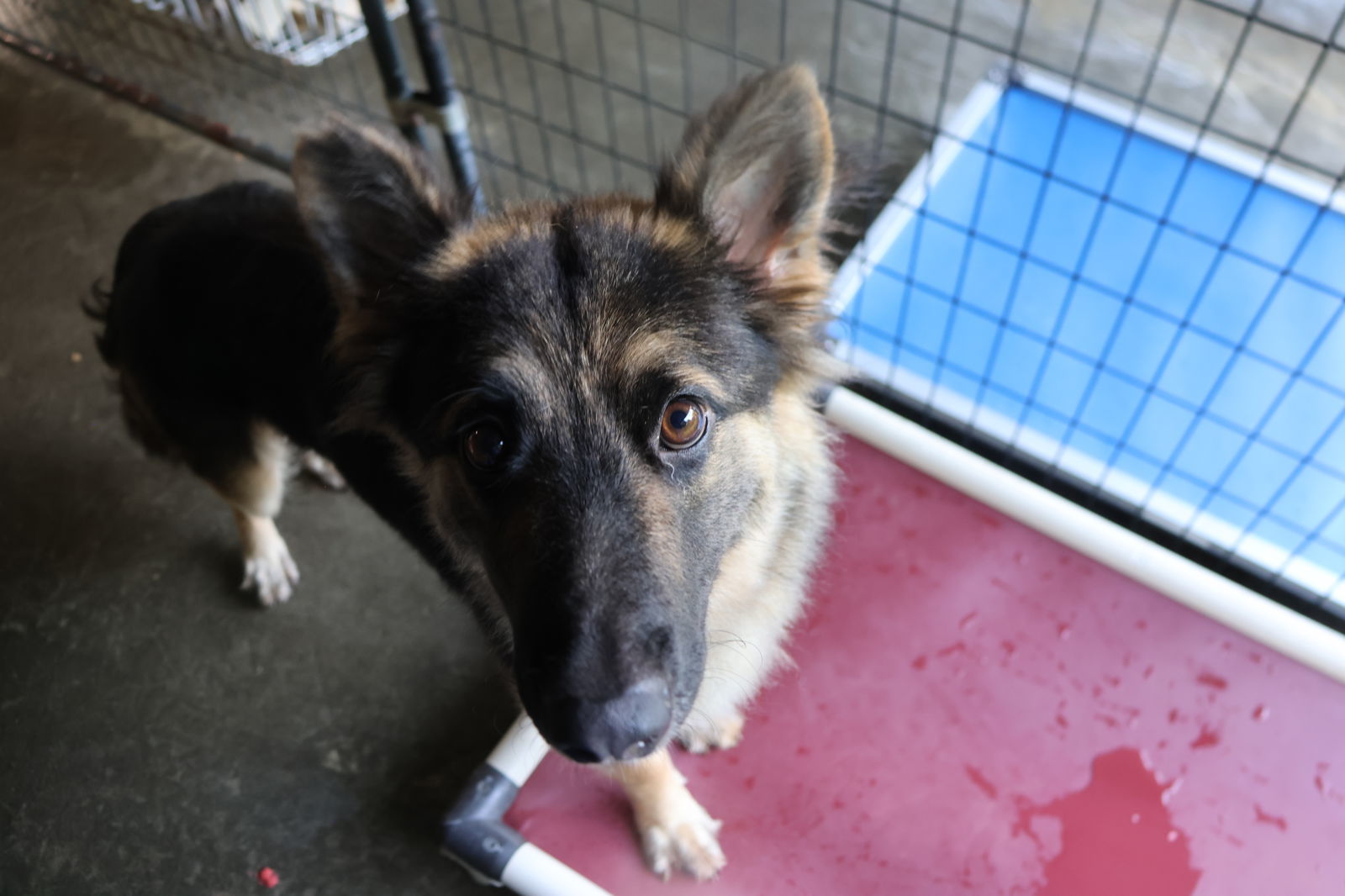 MILLI, an adoptable German Shepherd Dog in Sebec, ME, 04481 | Photo Image 6