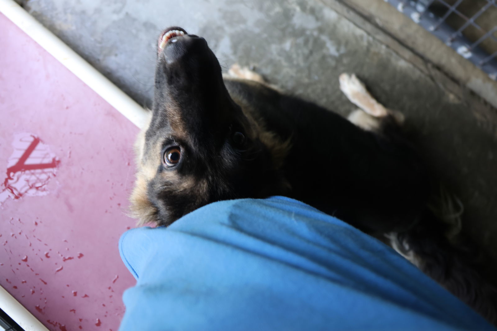 MILLI, an adoptable German Shepherd Dog in Sebec, ME, 04481 | Photo Image 7