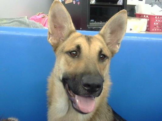 SNOWBALL, an adoptable German Shepherd Dog in Sebec, ME, 04481 | Photo Image 4