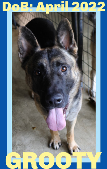 GROOTY, an adoptable German Shepherd Dog in Sebec, ME, 04481 | Photo Image 2