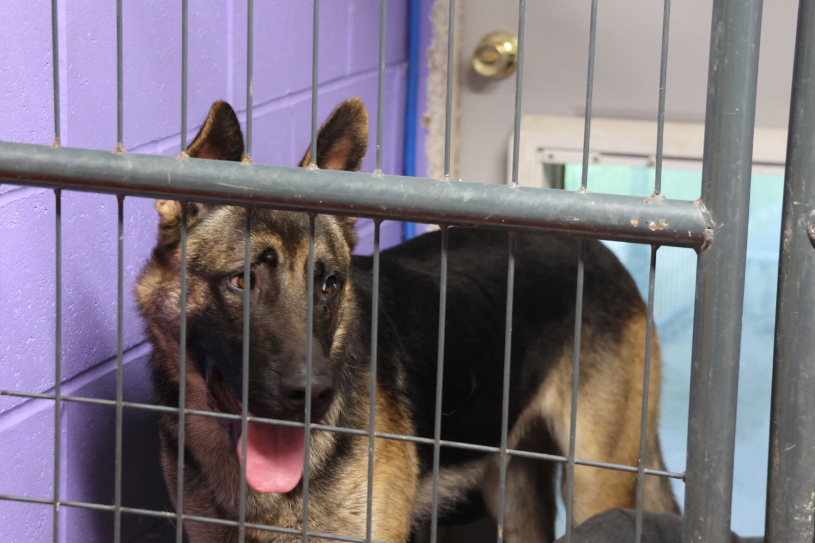 GROOTY, an adoptable German Shepherd Dog in Sebec, ME, 04481 | Photo Image 3