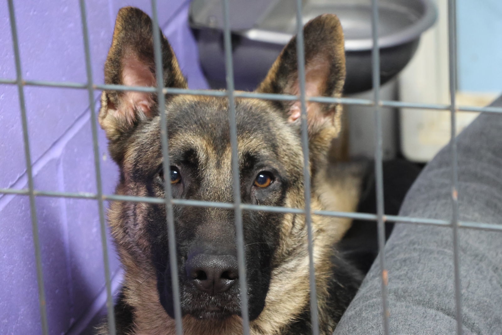 GROOTY, an adoptable German Shepherd Dog in Sebec, ME, 04481 | Photo Image 5