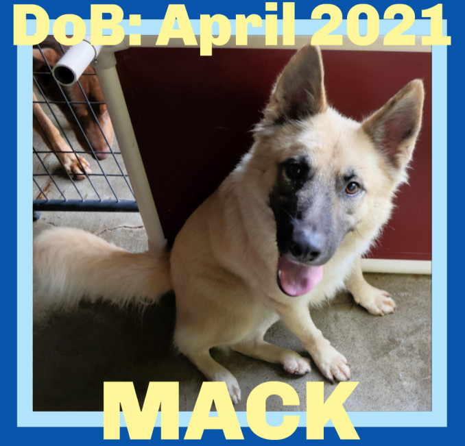 MACK, an adoptable German Shepherd Dog in Sebec, ME, 04481 | Photo Image 5