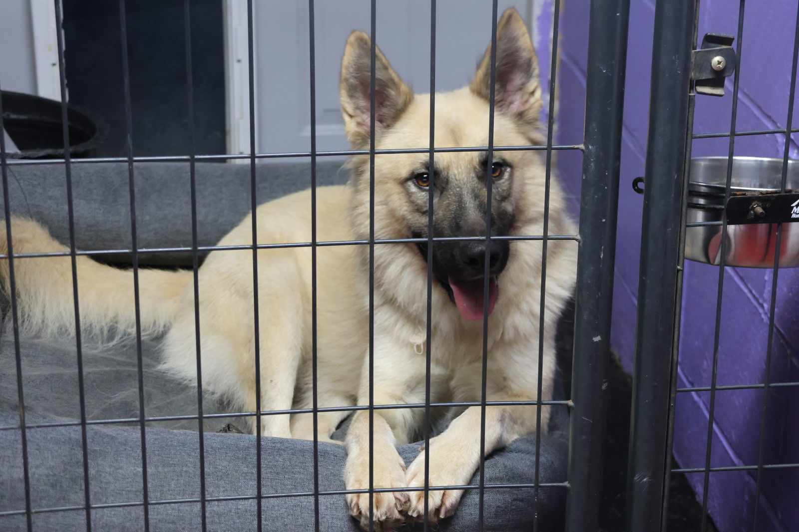 MACK, an adoptable German Shepherd Dog in Sebec, ME, 04481 | Photo Image 6