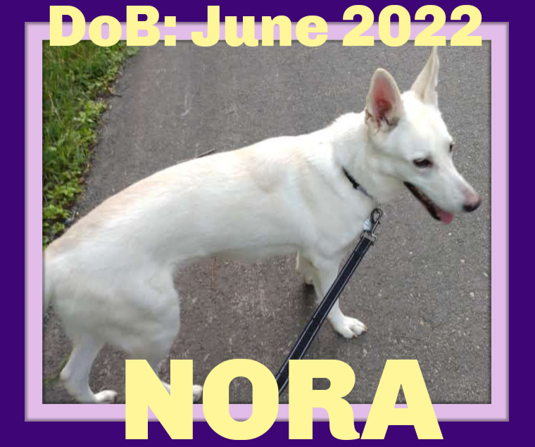 NORA, an adoptable White German Shepherd in Sebec, ME, 04481 | Photo Image 1