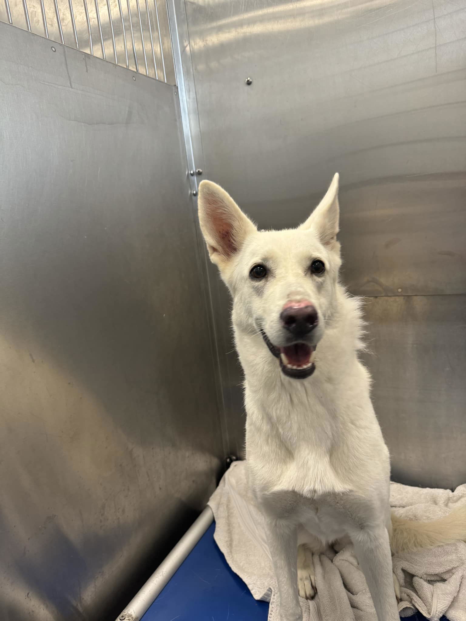 NORA, an adoptable White German Shepherd in Sebec, ME, 04481 | Photo Image 2