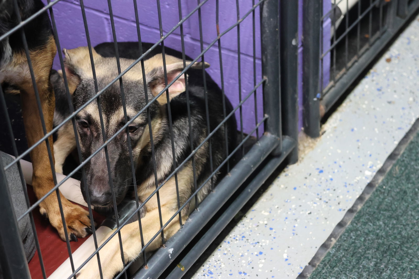 DISCO, an adoptable German Shepherd Dog in Sebec, ME, 04481 | Photo Image 2