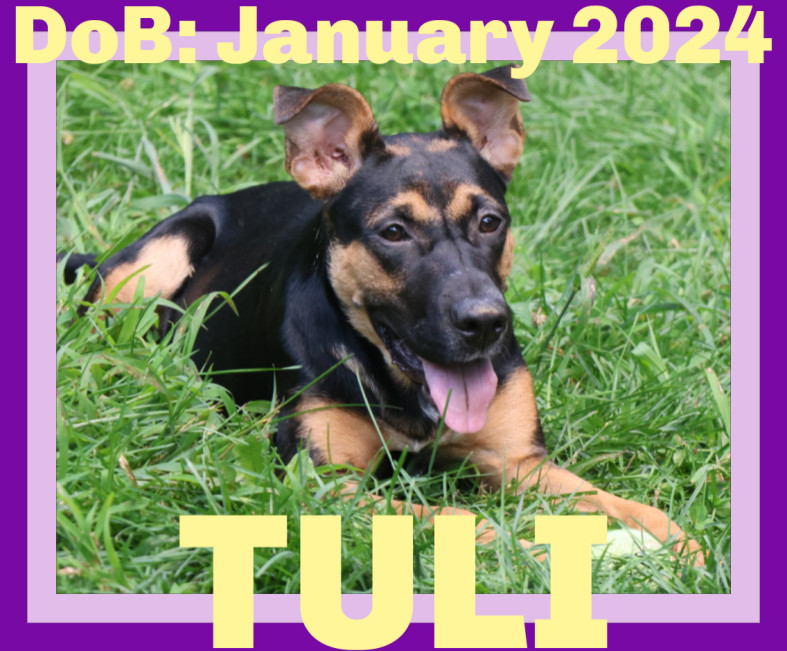 TULI, an adoptable German Shepherd Dog in Sebec, ME, 04481 | Photo Image 1