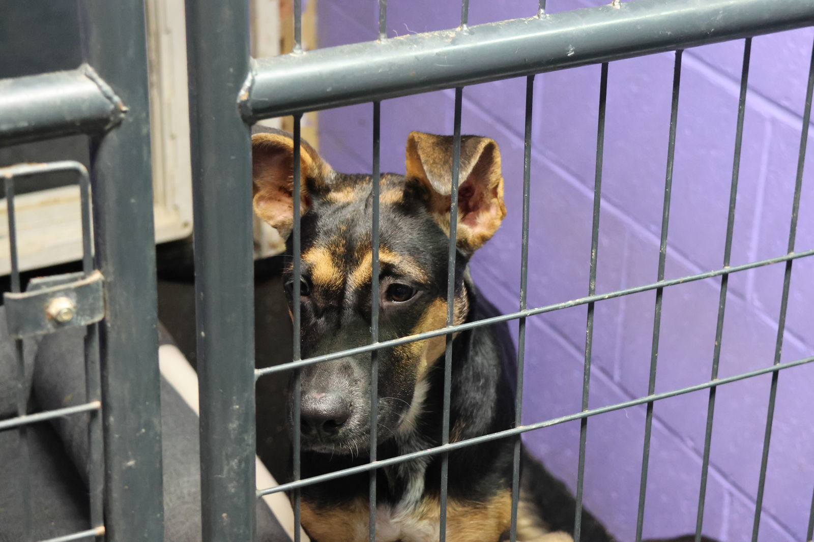 TULI, an adoptable German Shepherd Dog in Sebec, ME, 04481 | Photo Image 2