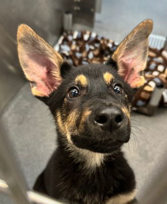 MOJO, an adoptable German Shepherd Dog in Sebec, ME, 04481 | Photo Image 4