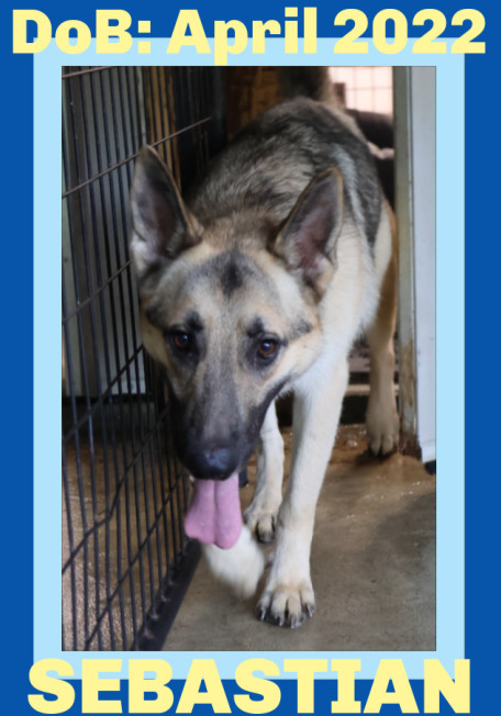 SEBASTIAN, an adoptable German Shepherd Dog in Sebec, ME, 04481 | Photo Image 4