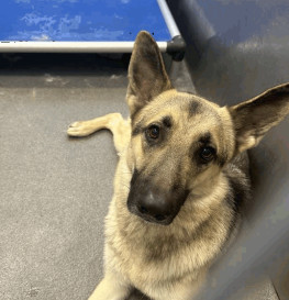 SEBASTIAN, an adoptable German Shepherd Dog in Sebec, ME, 04481 | Photo Image 5