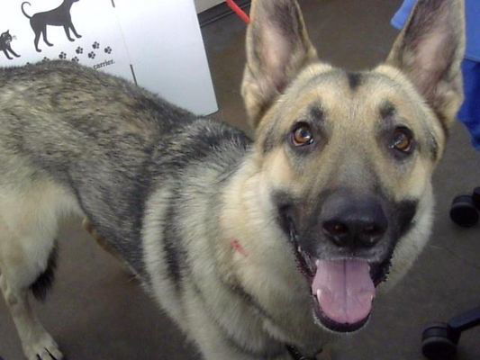 SEBASTIAN, an adoptable German Shepherd Dog in Sebec, ME, 04481 | Photo Image 6