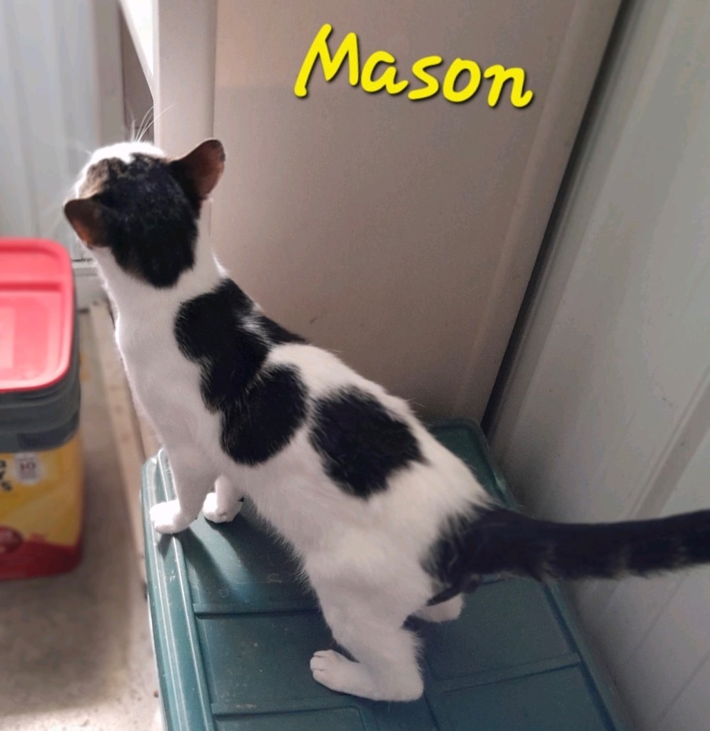 Mason