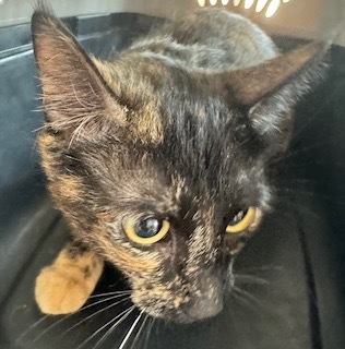 Tortitude, an adoptable Domestic Short Hair in Grand Junction, CO, 81505 | Photo Image 1