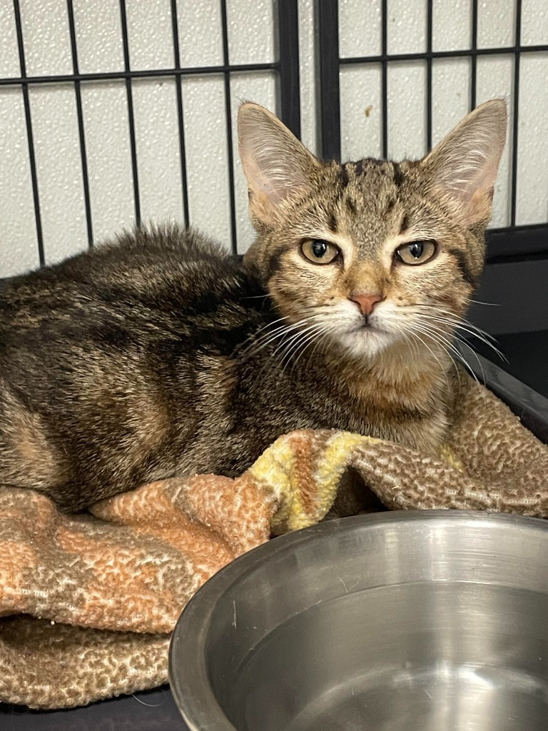 Patchwork, an adoptable Domestic Short Hair in Rock Springs, WY, 82901 | Photo Image 1