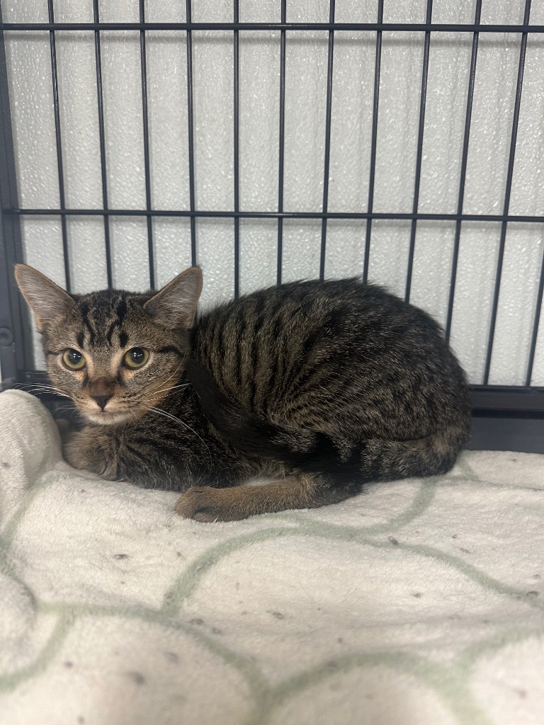 Stitch, an adoptable Domestic Short Hair in Rock Springs, WY, 82901 | Photo Image 1