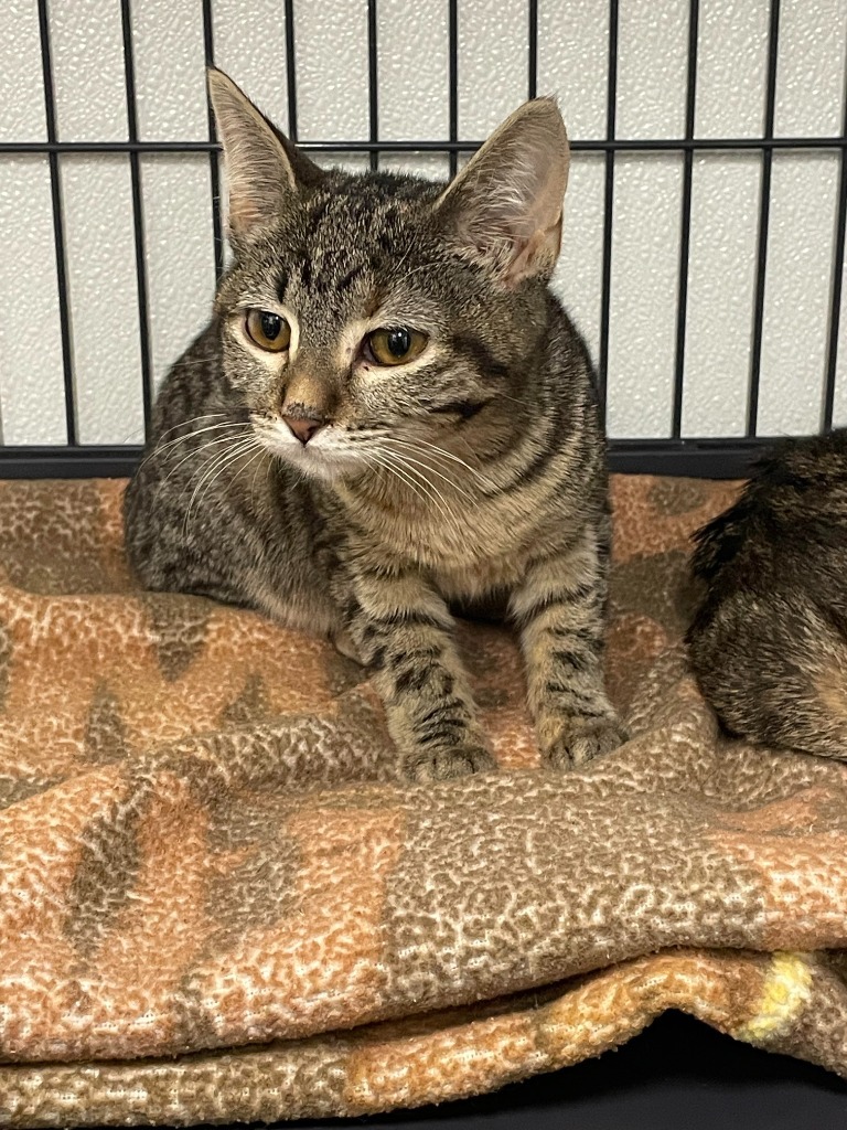 Valentine, an adoptable Domestic Short Hair in Rock Springs, WY, 82901 | Photo Image 1