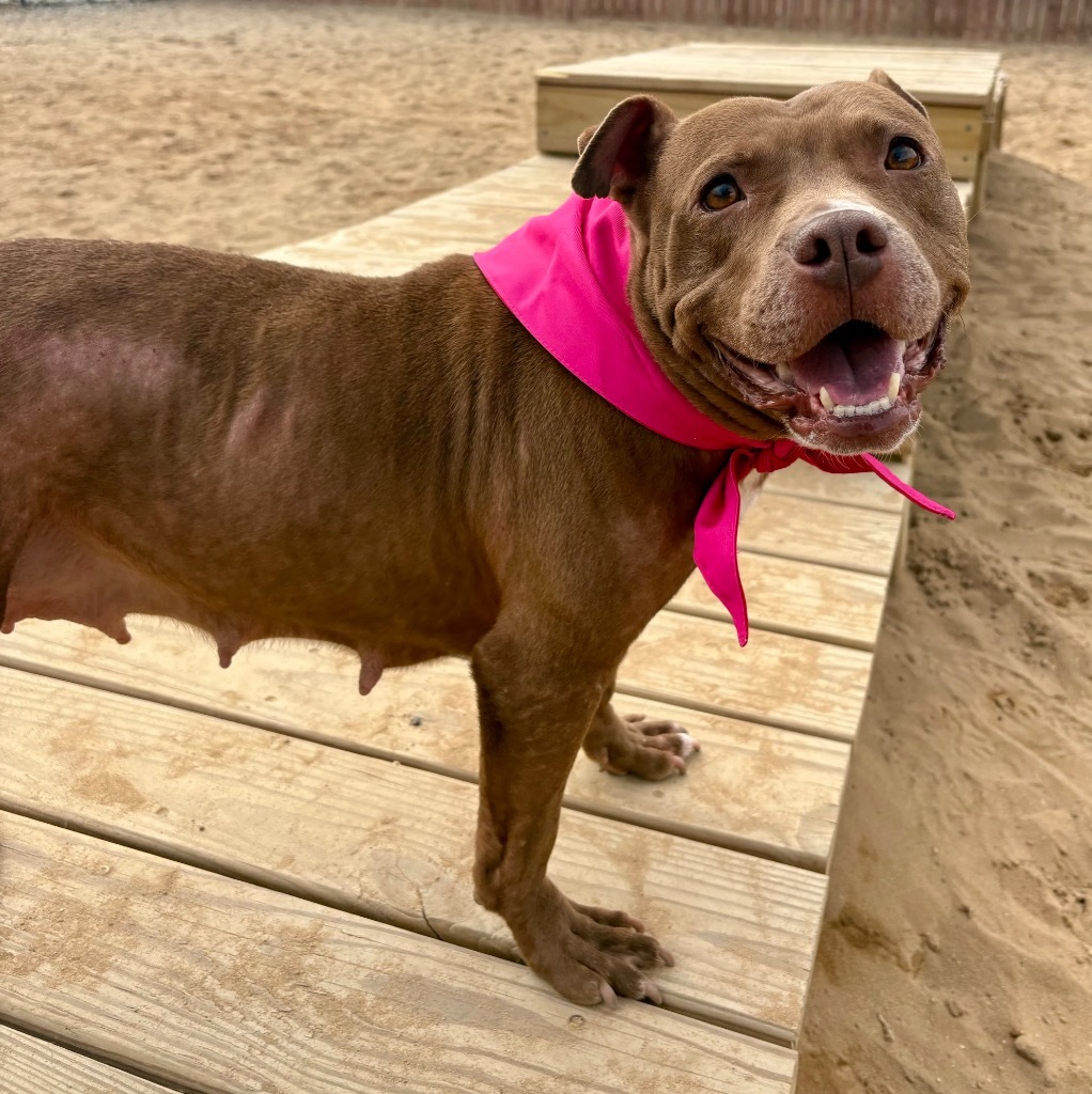 Hazel, an adoptable Mixed Breed in Muskegon, MI, 49442 | Photo Image 1