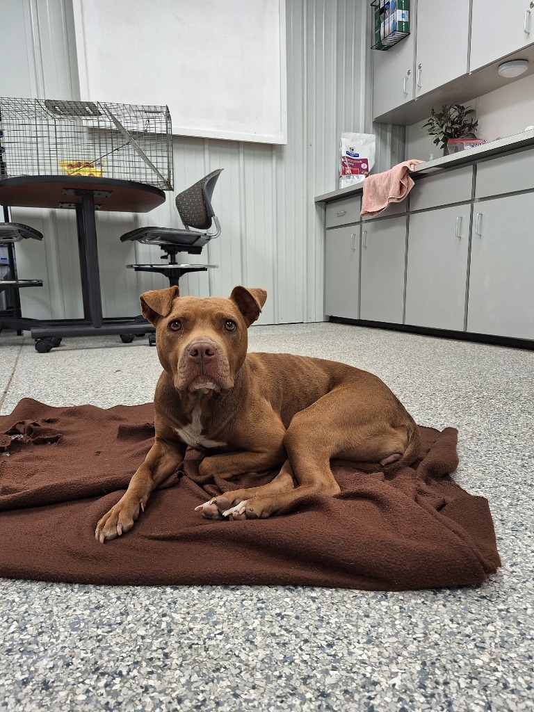 Hazel, an adoptable Mixed Breed in Muskegon, MI, 49442 | Photo Image 2