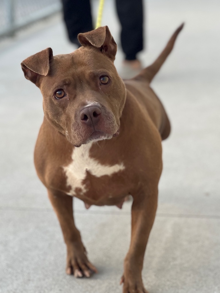 Hazel, an adoptable Mixed Breed in Muskegon, MI, 49442 | Photo Image 3