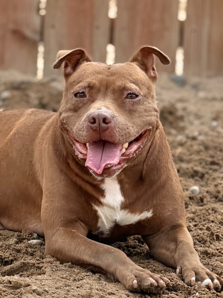 Hazel, an adoptable Mixed Breed in Muskegon, MI, 49442 | Photo Image 4