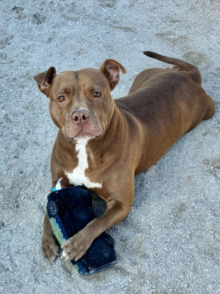 Hazel, an adoptable Mixed Breed in Muskegon, MI, 49442 | Photo Image 5