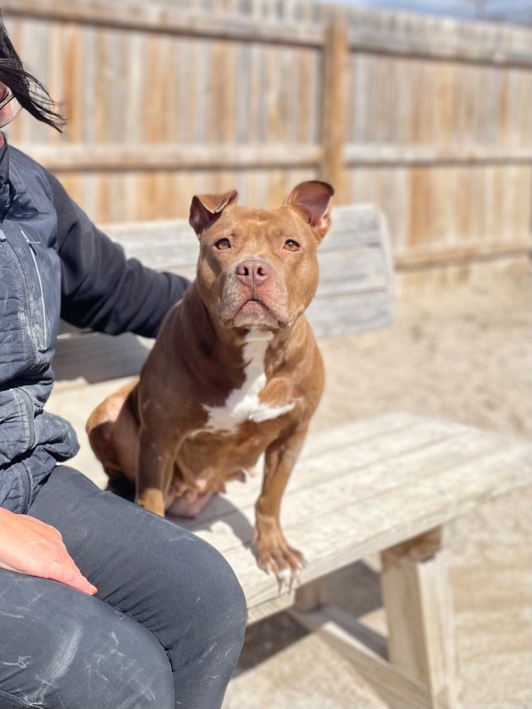Hazel, an adoptable Mixed Breed in Muskegon, MI, 49442 | Photo Image 6