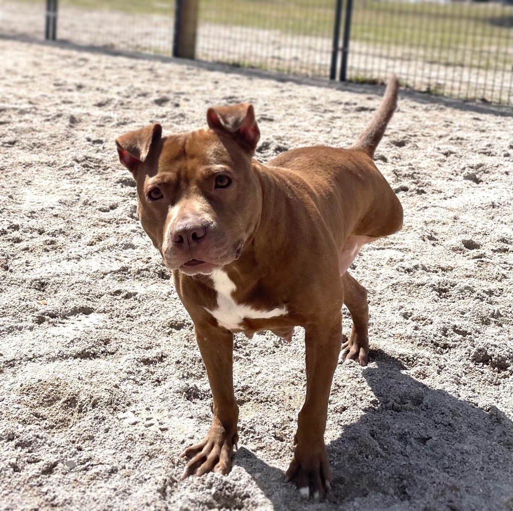 Hazel, an adoptable Mixed Breed in Muskegon, MI, 49442 | Photo Image 6