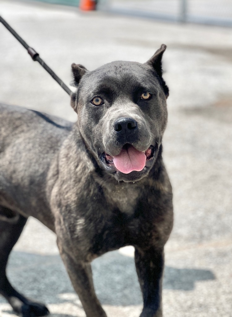 Teddy, an adoptable Canaan Dog, Mixed Breed in Muskegon, MI, 49442 | Photo Image 1