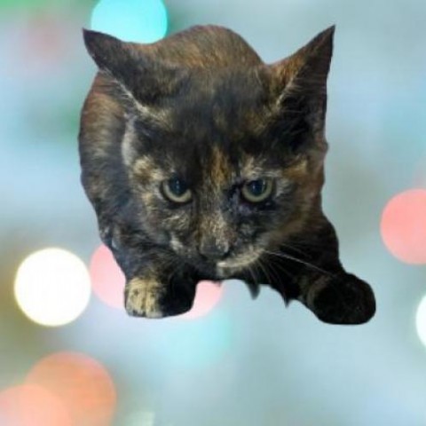 Gale, an adoptable Domestic Short Hair in Tuscaloosa, AL, 35401 | Photo Image 1