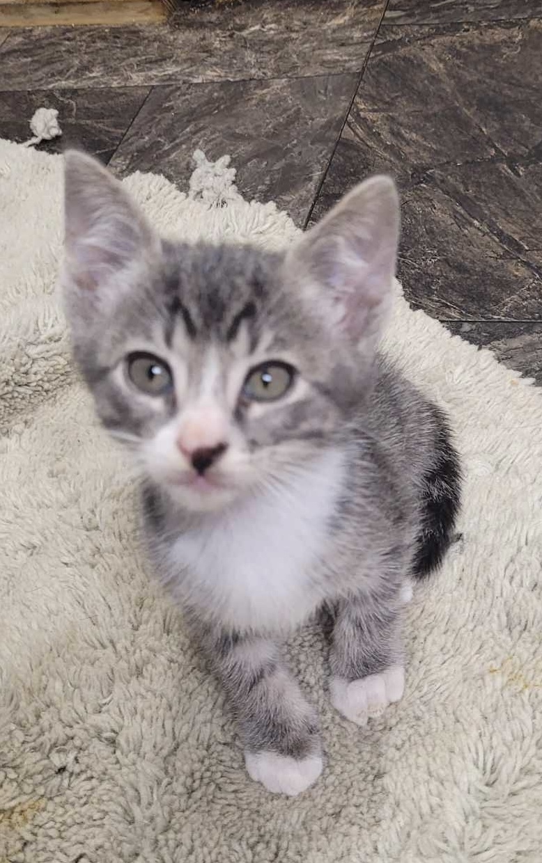 Hudson, an adoptable Domestic Short Hair in Steinbach, MB, R5G 2B2 | Photo Image 1