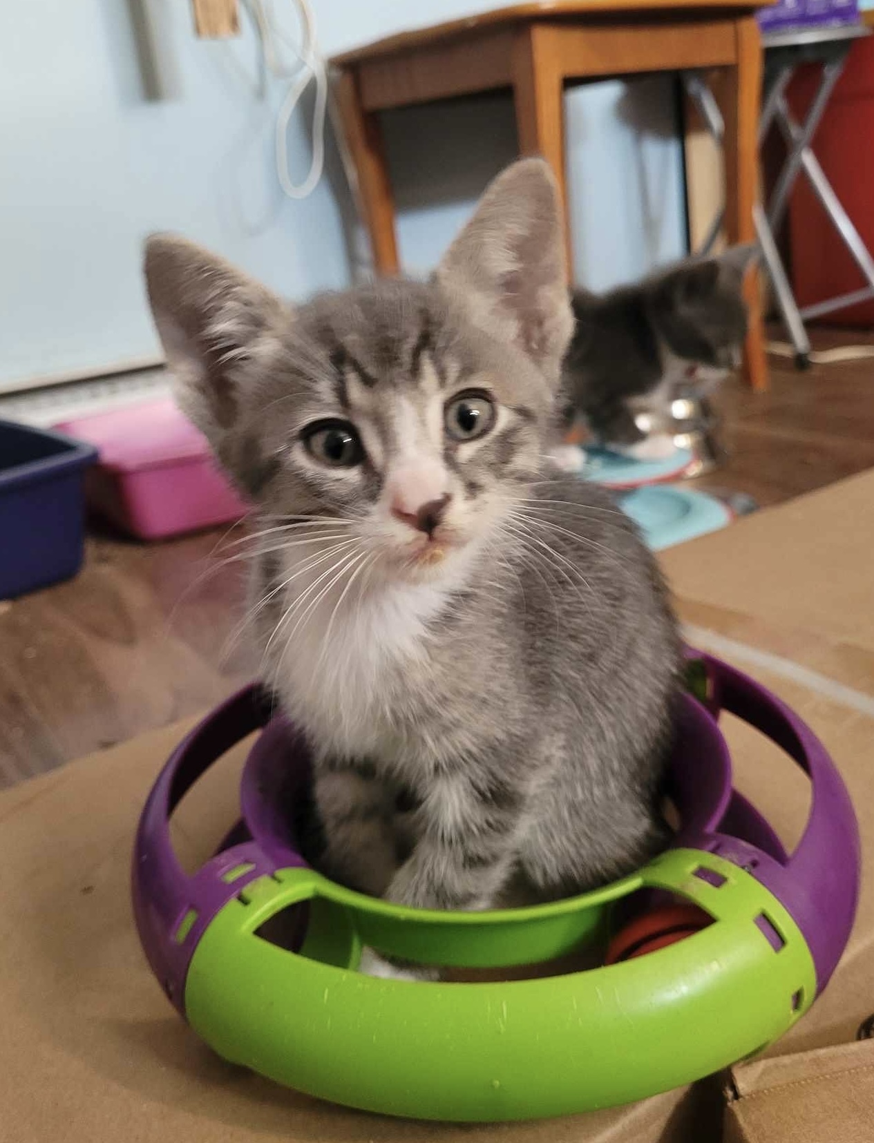 Hudson, an adoptable Domestic Short Hair in Steinbach, MB, R5G 2B2 | Photo Image 3