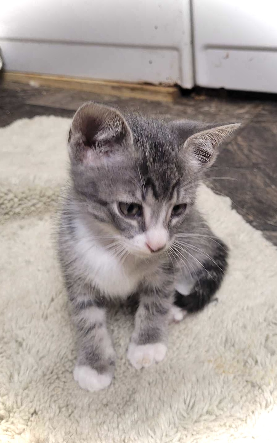 Hudson, an adoptable Domestic Short Hair in Steinbach, MB, R5G 2B2 | Photo Image 4