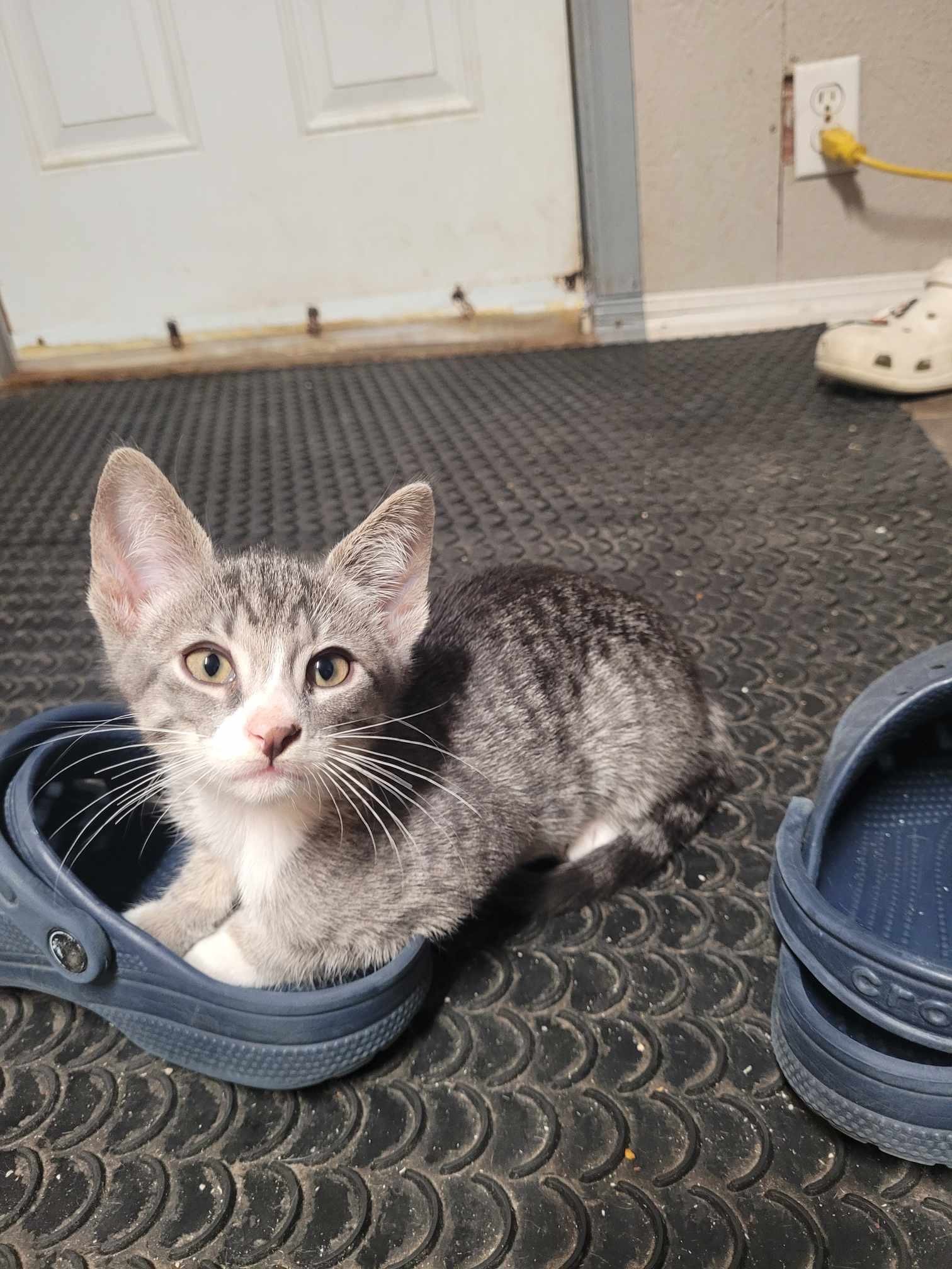 Hudson, an adoptable Domestic Short Hair in Steinbach, MB, R5G 2B2 | Photo Image 6