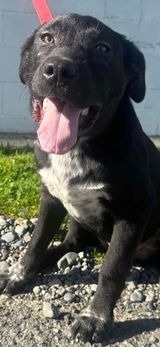 Curry, an adoptable Hound, Labrador Retriever in Brookings, OR, 97415 | Photo Image 1