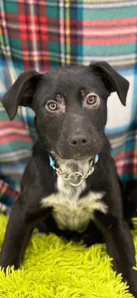 Curry, an adoptable Hound, Labrador Retriever in Brookings, OR, 97415 | Photo Image 2