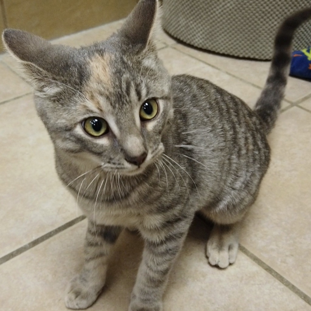 Cheena, an adoptable Domestic Short Hair in Midland, TX, 79707 | Photo Image 1