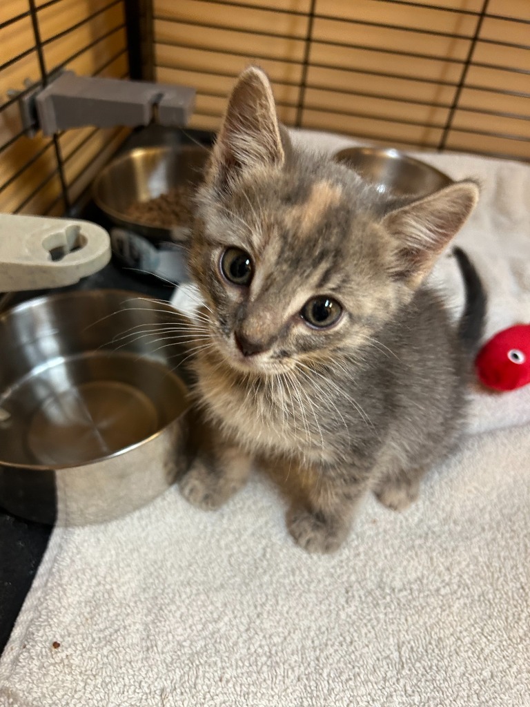 Cheena, an adoptable Domestic Short Hair in Midland, TX, 79707 | Photo Image 2