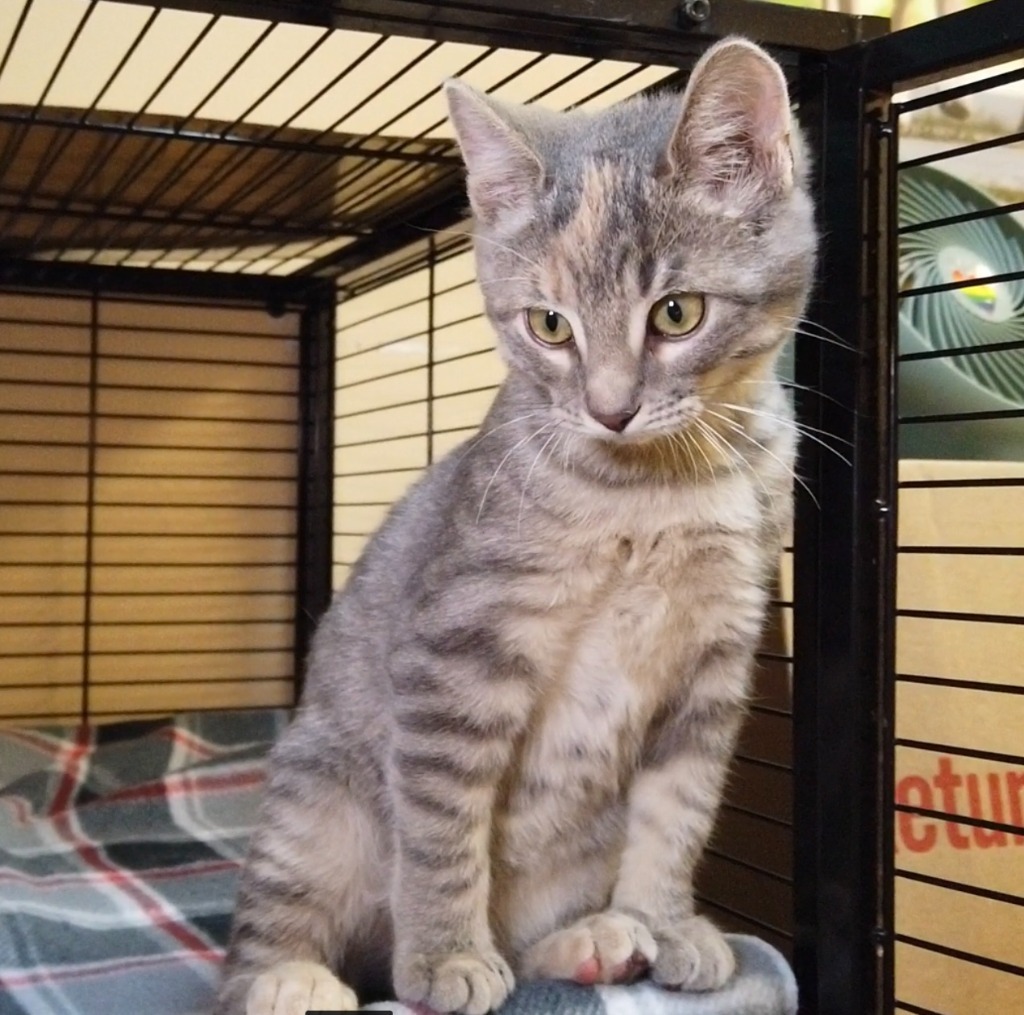 Cheena, an adoptable Domestic Short Hair in Midland, TX, 79707 | Photo Image 3