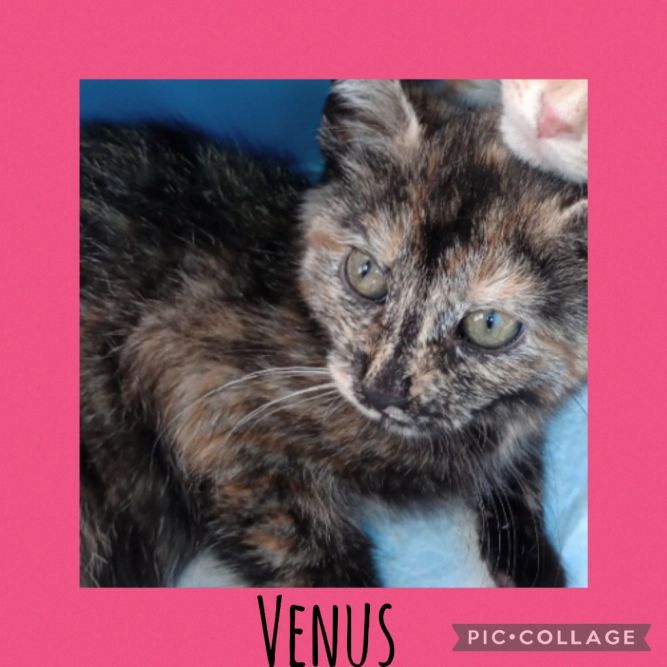 Venus (Tortie)