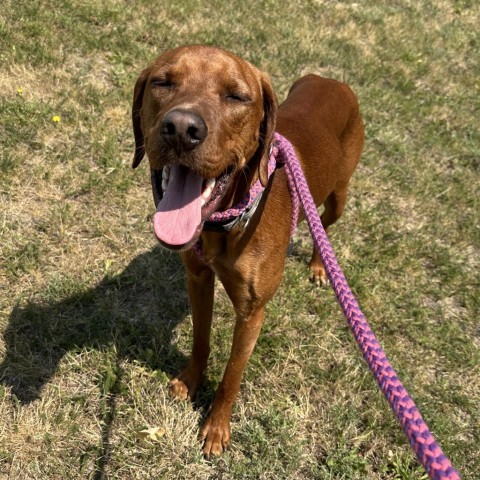 Harley, an adoptable Vizsla, Mixed Breed in Priest River, ID, 83856 | Photo Image 1