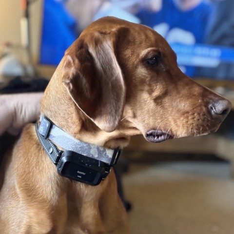 Harley, an adoptable Vizsla, Mixed Breed in Priest River, ID, 83856 | Photo Image 2