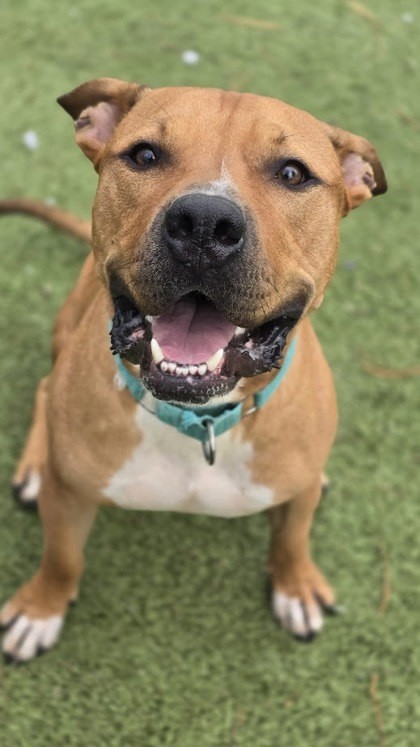 Clifton, an adoptable Pit Bull Terrier, Bullmastiff in Twinsburg, OH, 44087 | Photo Image 1