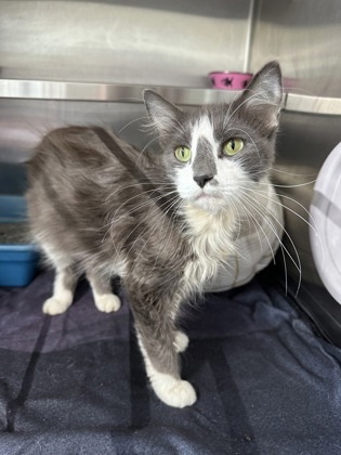 Jackie, an adoptable Domestic Short Hair in Rhinelander, WI, 54501 | Photo Image 1