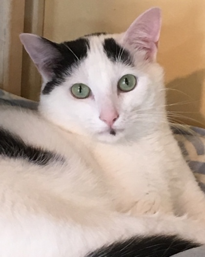 Finley, an adoptable Domestic Short Hair in Hastings, MN, 55033 | Photo Image 1