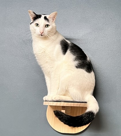 Finley, an adoptable Domestic Short Hair in Hastings, MN, 55033 | Photo Image 2